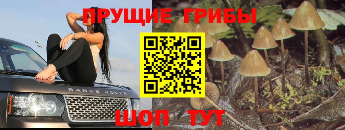 Галлюциногенные грибы прущие грибы  Вход с VPN  Юрга  Псилоцибиновые грибы Psilocybine cubensis 